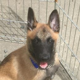 Belgian Malinois from Windrider Kennel