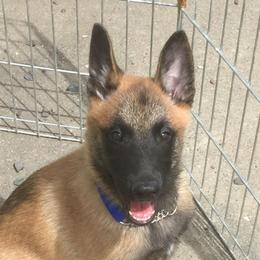 Belgian Malinois from Windrider Kennel