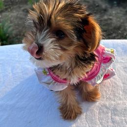 Lil Girl 2 - Parti female Yorkshire Terrier puppy in San Marcos, Texas from Casa de Yorkies