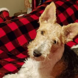 Wire Fox Terriers from Ivy Hollow Wire Fox Terriers