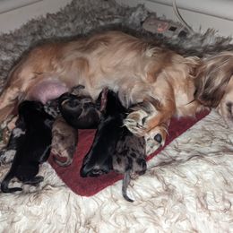 Dachshund Puppies from Mainely Doxies
