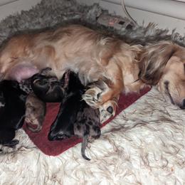 Dachshund Puppies from Mainely Doxies