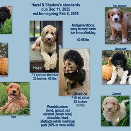 Goldendoodle puppies from Music City Goldendoodles