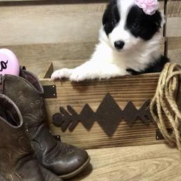 Border Collie Puppies from Cahill’s Canines
