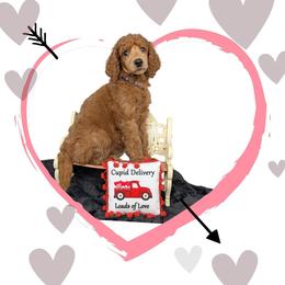 Snow White - Red  female Poodle puppy in Mongomery, Texas from Celestial Jewels Poodles