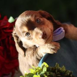 TEDDY - Chocolate and cream male Dachshund puppy in Woodbine, Georgia from Walker's Minidachs