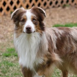 Gunner - Miniature Australian Shepherd