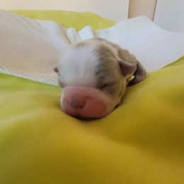 Boston Terrier Puppies from Rafael Nieves Martinez