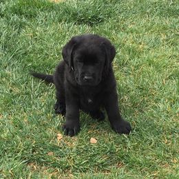 Labrador Retriever Puppies from Top Gun Labradors
