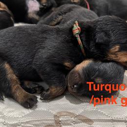 Rottweiler Puppies from Von Der Hügelspitze