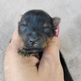 Snickers - Black and gold male Yorkshire Terrier puppy in Middleton, Idaho from Rocky Mountain Yorkies