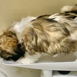 Shih Tzu Puppies from Willow Lane Shih Tzus