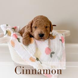 Cinnamon - Cream male Goldendoodle puppy in Melba, Idaho from KZ Doodles