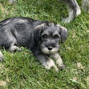 Girl 2 - Pepper and salt female Standard Schnauzer puppy in Poughkeepsie, New York from Neva's Standard Schnauzers