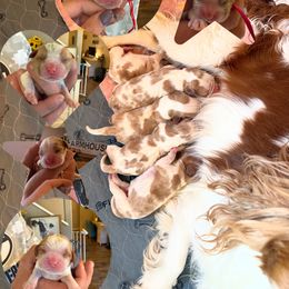 Cavalier King Charles Spaniel puppies from Cavaliers of House Northup