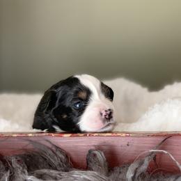 Miniature Australian Shepherd Puppies from Windy Hills Mini Aussies