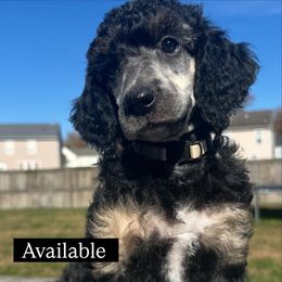 Candy - Phantom female Poodle puppy in Denton, Maryland from Cajun Girl Kennels