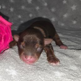 Mars - Chocolate, tan and white male Yorkshire Terrier puppy in Lakeland, Florida from You Me & The Yorkies