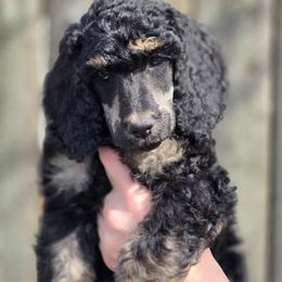 Theo - Phantom male Poodle puppy in New York from Powder Puff Poodles