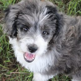 Aussiedoodles and Australian Shepherds from Kaleidoscope Aussies and Aussiedoodles