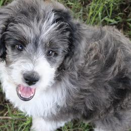 Aussiedoodles and Australian Shepherds from Kaleidoscope Aussies and Aussiedoodles