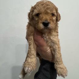 Pumpkin - Apricot female Goldendoodle puppy in Etna, California from SRS Goldendoodles
