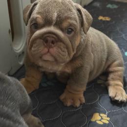 Willow - Girl 2 - Lilac Tri - Lilac tri-color female Bulldog puppy in Lakeland, Florida from Fur Love And Puppies
