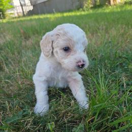 Yoda - Cream male Aussiedoodle puppy in Cumberland, Rhode Island from W Doodle Crew