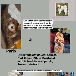 Upcoming litter: Read Description and Apply if you're Interested - Red  male Goldendoodle puppy in Brooklyn, New York from Lyon and Luna Goldendoodles Bernedoodles