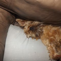 Brussels Griffon All Grown Up from ET's BG's!