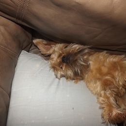 Brussels Griffon All Grown Up from ET's BG's!