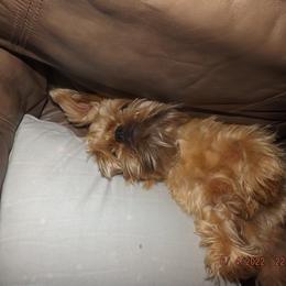 Brussels Griffon All Grown Up from ET's BG's!
