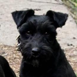 Memphis - Miniature Schnauzer