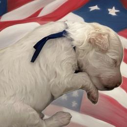 Taco - Cream male Poodle puppy in Port Saint Lucie, Florida from Abbott Standard Poodles