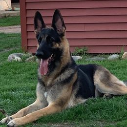 Fallo - German Shepherd