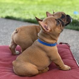 French Bulldog Puppies from Miller Frenchie Farm