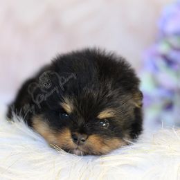 Barley - Black and tan male Pomeranian puppy in Sacramento, California from My Precious Poms