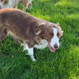 Willow - Australian Shepherd