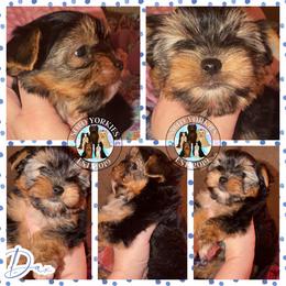 Dax - Black and tan male Yorkshire Terrier puppy in London, Kentucky from Soto Yorkies