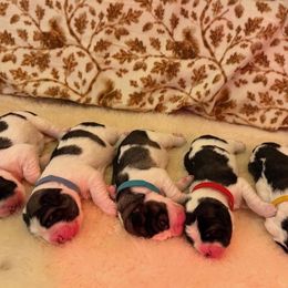 Pyrenean Mastiff Puppies from Bella Dulce