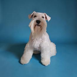 Spencer - Miniature Schnauzer