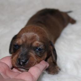 Red sable - Sable male Dachshund puppy in Lily, Kentucky from Little Acres Miniature Dachshunds