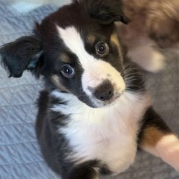 Girl 1 - Black tri female Miniature Australian Shepherd puppy in Corydon, Indiana from Arbuckle’s Lookin Good Aussies (LGA)