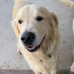 Golden Retrievers from Good Life Goldens