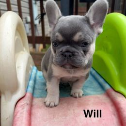 Will - Blue male French Bulldog puppy in Seneca, South Carolina from Keowee Kennels