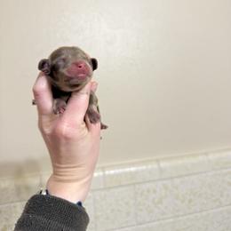 Boy 1 - Dapple male Dachshund puppy in Rising Star, Texas from Boring Weenies