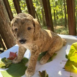 Feyre - Cream female Labradoodle puppy in Watertown, Tennessee from PawfectBud