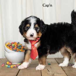 Capn - Tri-color male Bernedoodle puppy in St Joe, Indiana from Pawsh Bernedoodles
