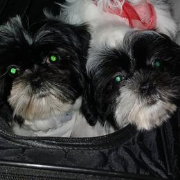 Shih Tzu puppies from Charming Southern Shih Tzu