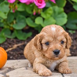 Carter - Red male Cavapoo puppy in Gap, Pennsylvania from Country View Puppies ( License 18816)